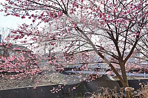 Sakura blossom in Japan